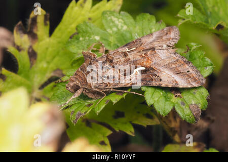 Silver Y moth (Autographa gamma) resting on creeping buttercup leaf. Tipperary, Ireland