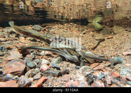 Brook Lampreys (Lampetra planeri) in spawning cluster Stock Photo