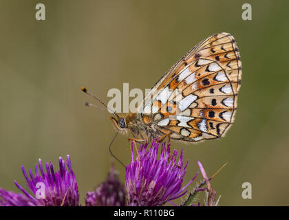 Small Pearl-bordered Fritillary butterfly, Boloria selene Stock Photo