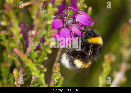 Bombus soroeensis, Broken-belted Bumblebee Stock Photo