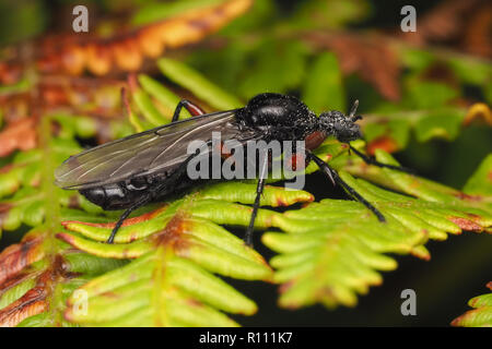 Bibio pomonae fly female resting on bracken. Tipperary, Ireland Stock Photo
