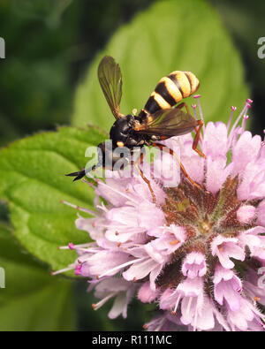 Conopid fly (Conops quadrifasciatus) feeding on wildflower. Tipperary, Ireland Stock Photo