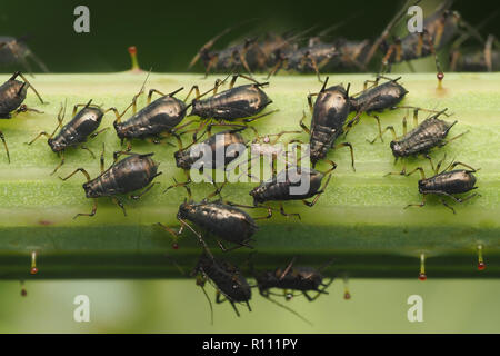 Group of Aphids crawling about on thistle stem. Tipperary, Ireland Stock Photo