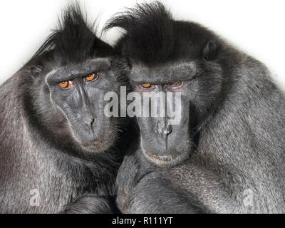 Celebes crested macaque Macaca nigra also known as the crested black macaque, Sulawesi crested macaque, or the black ape male and female Stock Photo