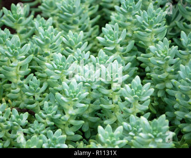 sedum treleasei succulent plant with pale blue green, thick and fleshy leaves, many plants growing in the garden, leaves occupy the whole picture Stock Photo