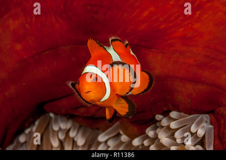 tomato clownfish,Amphiprion frenatus,is a species of marine fish in the family Pomacentridae, Stock Photo