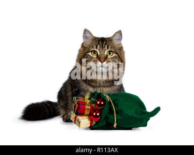 Cute black tabby Siberian cat kitten sitting up behind a green christmas bag filled with presents and red balls, looking straight ahead with bright ye Stock Photo