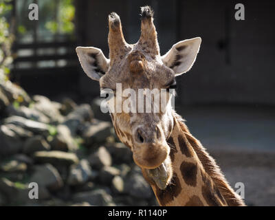 Funny closeup of Giraffe sticking out tongue photographed in the Rhenen zoo, the Netherlands Stock Photo