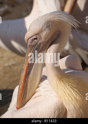 animal portrait profile view of pink pelican head in Rhenen zoo, the Netherlands Stock Photo