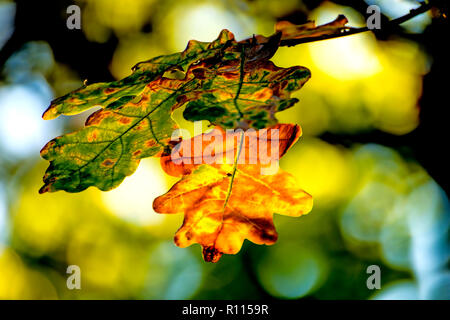 Oak leaf in back light Stock Photo