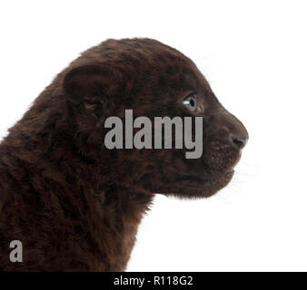 Jaguar cub, 2 months old, Panthera onca, against white background Stock Photo