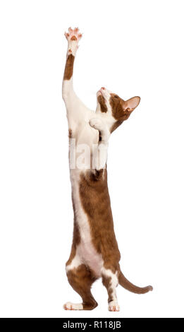 Oriental Shorthair standing on hind legs and reaching against white background Stock Photo