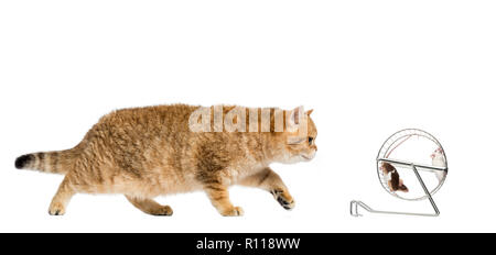 cat and mice Stock Photo