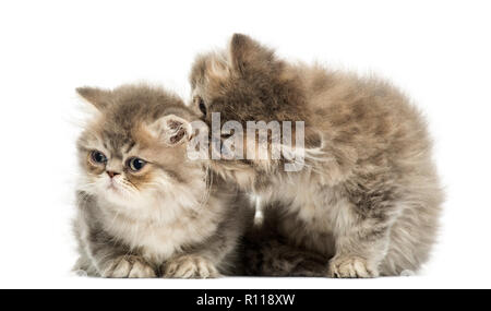 Persian kittens cuddling, 10 weeks old, isolated on white Stock Photo