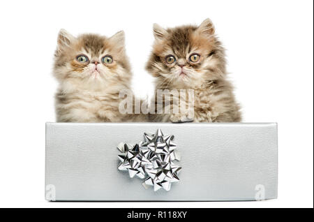 Persian kittens sitting in a silver present box, 10 weeks old, isolated on white Stock Photo