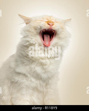 Close-up of a Birman cat yawning, 5 months old, on beige background Stock Photo