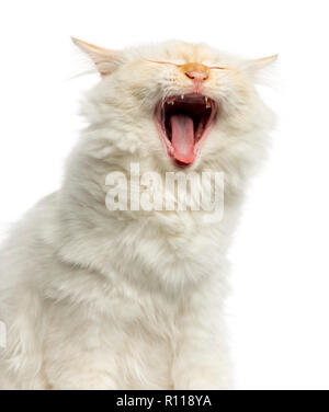 Close-up of a Birman cat yawning, 5 months old, isolated on white Stock Photo