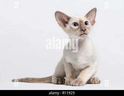 oriental shorthair kitten Stock Photo