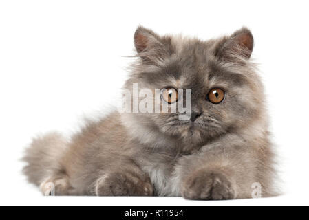 Persian kitten, 3 months old, lying in front of white background Stock Photo