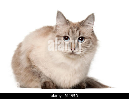 Siberian cat, in front of white background Stock Photo