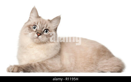 Siberian cat, in front of white background Stock Photo