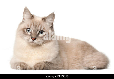 Siberian cat, in front of white background Stock Photo