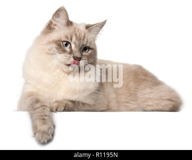 Siberian cat, in front of white background Stock Photo