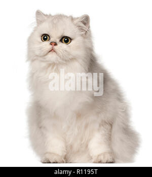 Persian cat, sitting in front of white background