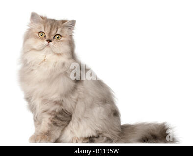 Persian cat, sitting in front of white background