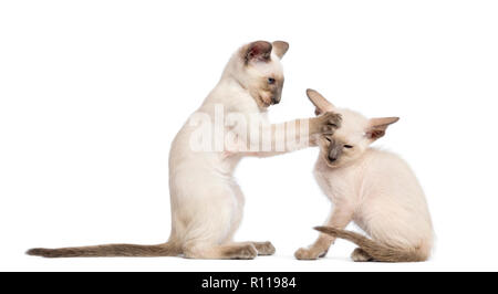 Two Oriental Shorthair kittens, 9 weeks old, play fighting against white background Stock Photo