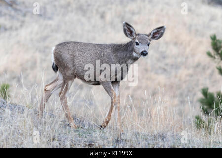 Mule Deer Fawn (Odocoileus hemionus), North America Stock Photo