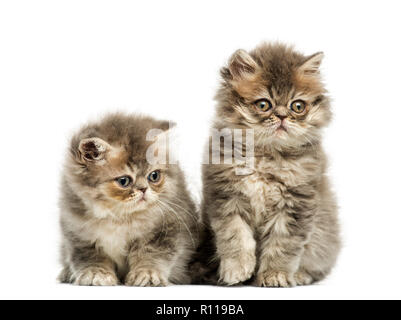 Persian kittens, 10 weeks old, isolated on white Stock Photo