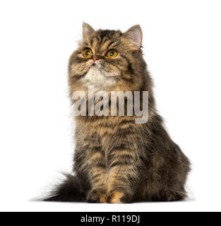 Persian kitten sitting and lookin up (8 months old) Stock Photo