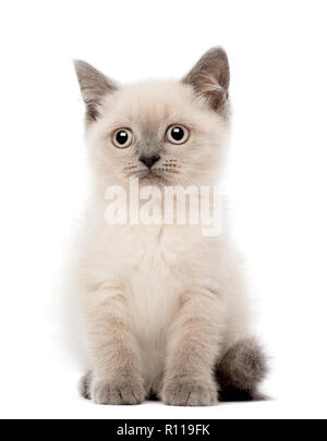Portrait of British Shorthair Kitten sitting, 10 weeks old, against white background