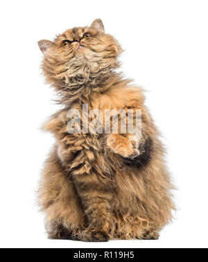 Selkirk Rex, 5 months old, sitting and looking up against white background Stock Photo