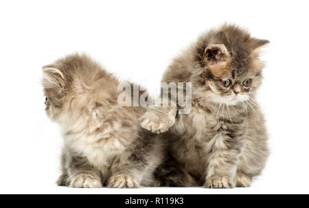 Persian kittens interacting, 10 weeks old, isolated on white Stock Photo