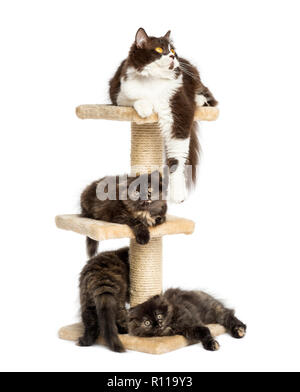 Mother cat resting with her kittens on a cat tree, Stock Photo