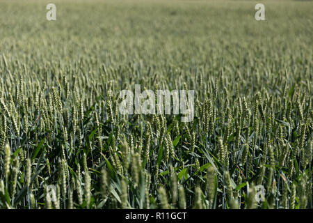 Wheat heads in a field Stock Photo