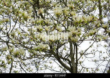 Magnolia 'Elizabeth' flowers in Spring. Stock Photo