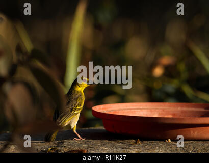 Female black headed Weaver Stock Photo