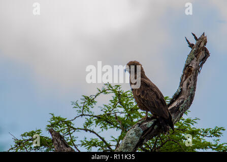 The big yellow snake is posing Stock Photo - Alamy