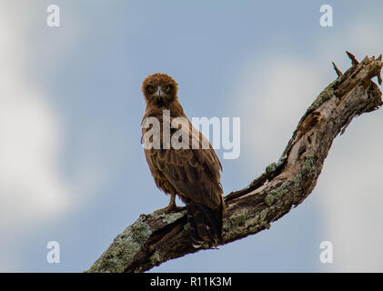 The big yellow snake is posing Stock Photo - Alamy