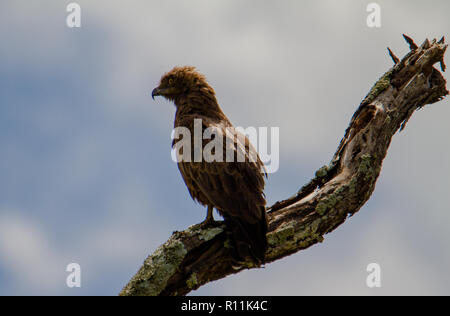 The big yellow snake is posing Stock Photo - Alamy