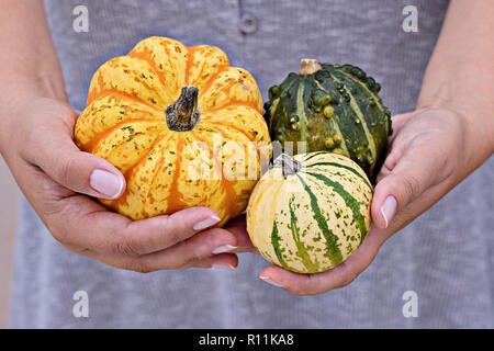 Close up women's hands holding different small decorative pumpkins. Happy Thanksgiving greeting card concept Stock Photo