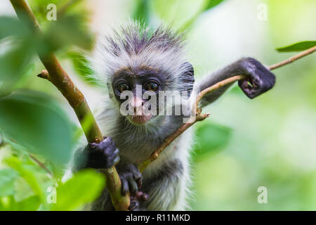 Zanzibar red colobus monkey. Zazibar, Tanzania. Stock Photo