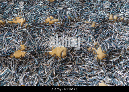 Anchovies in fish market. Stone Town, Zanzibar, Tanzania. Stock Photo