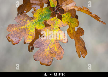 Oregon Oak tree leaves; Mount Pisgah Arboretum, Willamette Valley, Oregon. Stock Photo