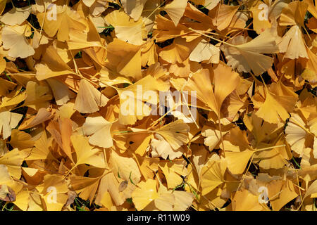 Ginkgo biloba 'Tremonia'. Maindenhair Tree leaves on the ground in autumn Stock Photo