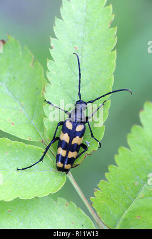 Four-banded longhorn beetle or longicorn,  Leptura quadrifasciata