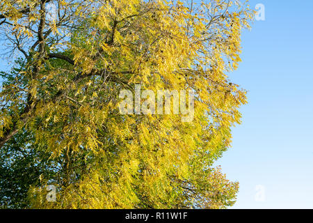 Juglans nigra. Eastern black walnut fruit and leaves and in autumn against a blue sky. UK Stock Photo